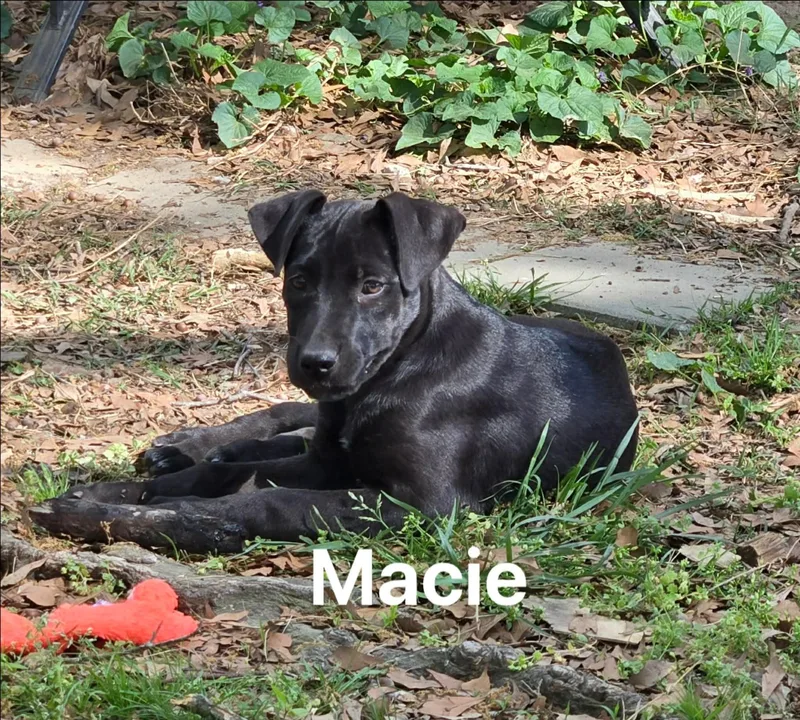 Macie thumbnail 4