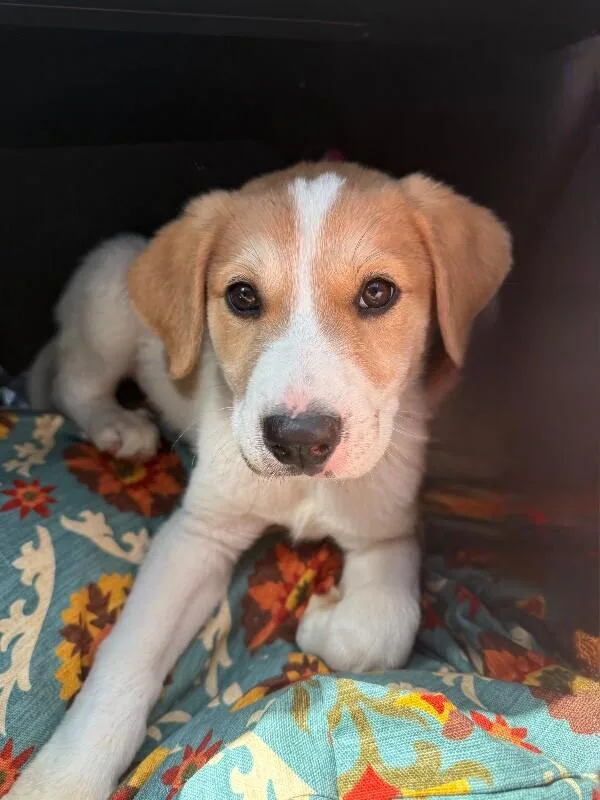 A baby small-sized male White / Cream Labrador Retriever dog named Bandit aka Felix for adoption in Anthem, AZ