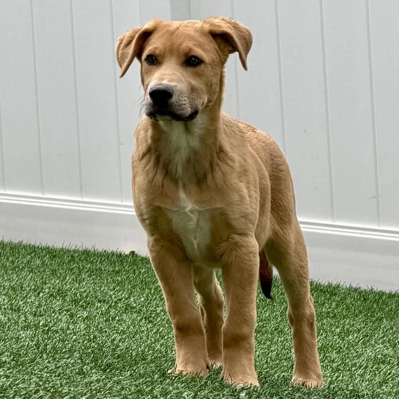 A baby medium-sized female Yellow / Tan / Blond / Fawn Labrador Retriever dog named Lucy for adoption in Libertyville, IL