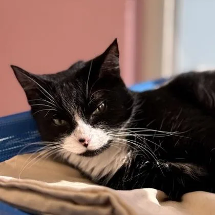An adult large-sized female Domestic Short Hair cat named Ll for adoption in Largo, FL