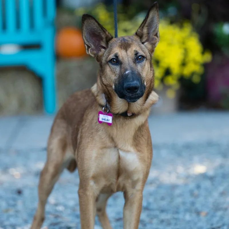 An adult medium-sized female Yellow / Tan / Blond / Fawn Shepherd dog named Shelby for adoption in Wake Forest, NC