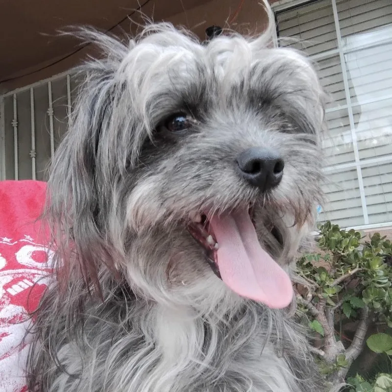 A young small-sized female Gray / Blue / Silver Terrier dog named Coco for adoption in Sonoma, CA