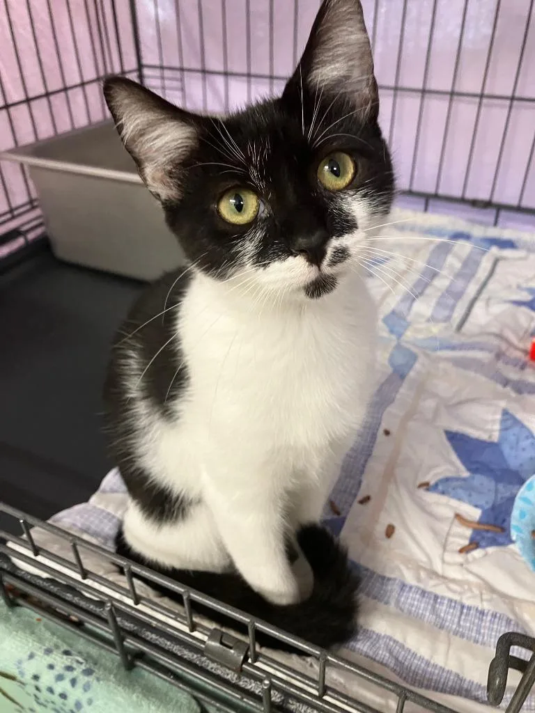 A baby small-sized female Domestic Short Hair cat named Reebok for adoption in Lunenburg, MA