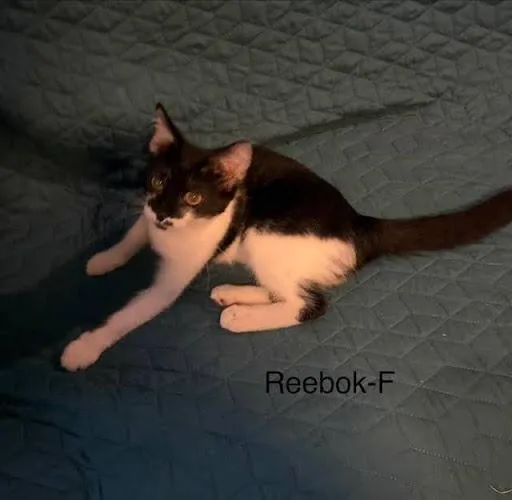 Reebok thumbnail 2