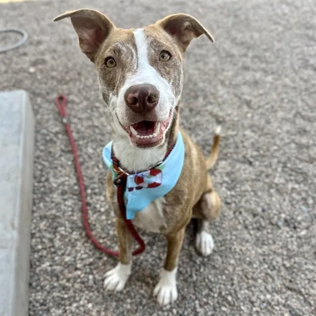A young large-sized male Pit Bull Terrier dog named Milo for adoption in Mesa, AZ