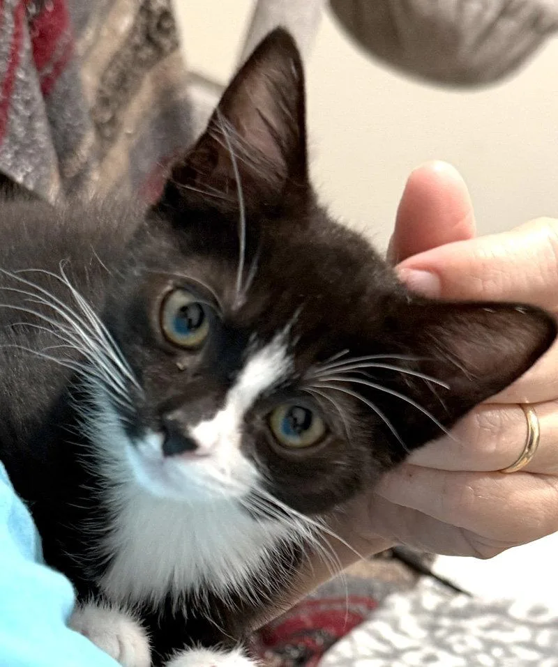 A baby medium-sized female Black & White / Tuxedo Domestic Short Hair cat named Pixie for adoption in Ventura, CA