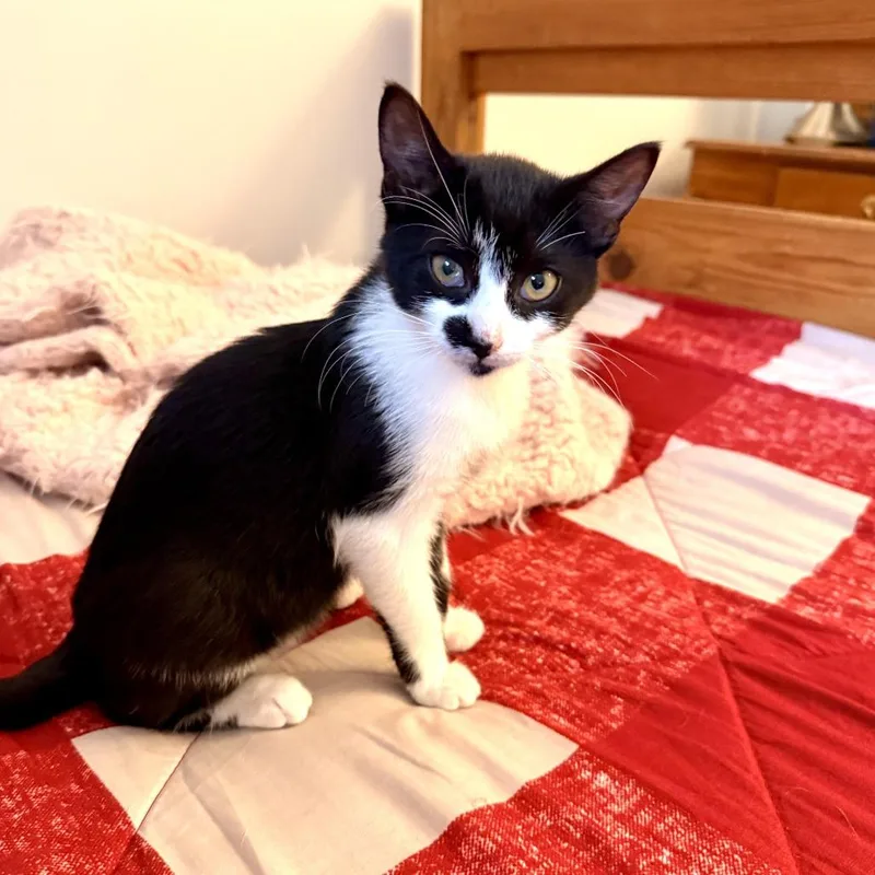 A baby small-sized female Black Domestic Short Hair cat named Cookies & Cream for adoption in Germantown, MD