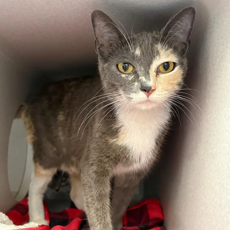 A young medium-sized female Calico Domestic Short Hair cat named Mama Monterey for adoption in Long Beach, CA