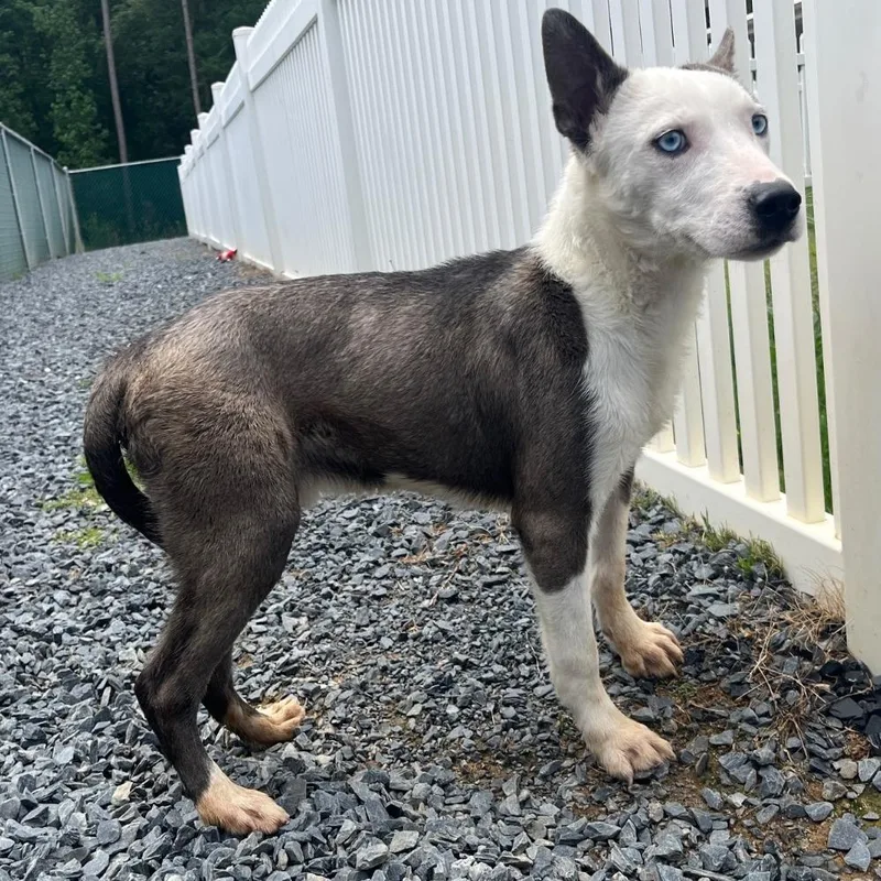 A young small-sized male Mixed Breed dog named Blue for adoption in Mount Gilead, NC