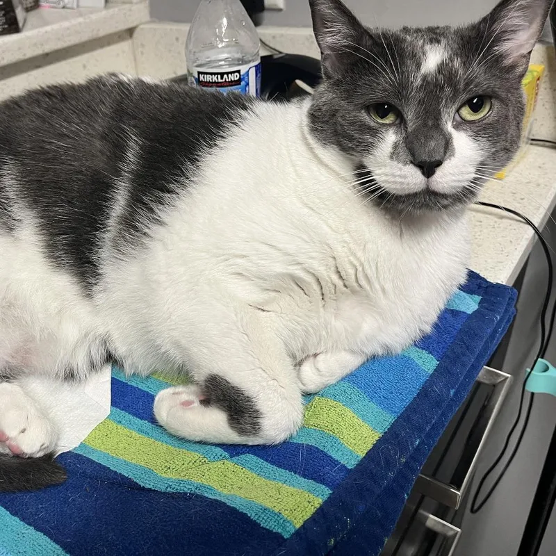 An adult extra large-sized male Gray / Blue / Silver Domestic Short Hair cat named Bowser for adoption in West Palm Beach, FL