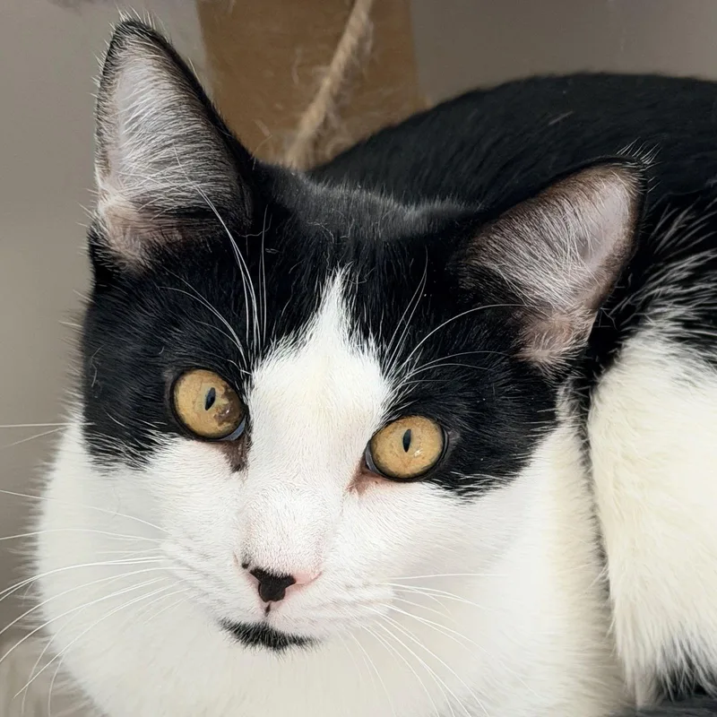 Chicken Nugget thumbnail 2