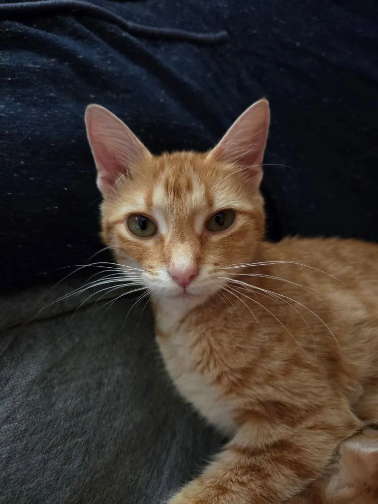 A baby small-sized female Domestic Short Hair cat named Dorito for adoption in Hartsville, SC