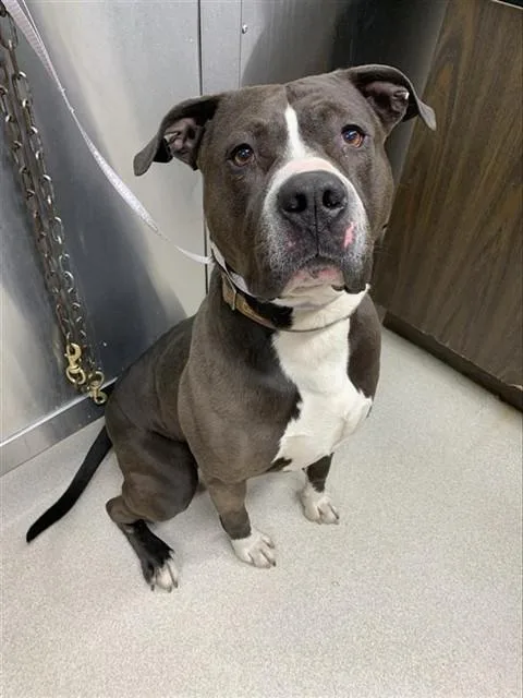 An adult large-sized male Pit Bull Terrier dog named Thor for adoption in Fairbanks, AK
