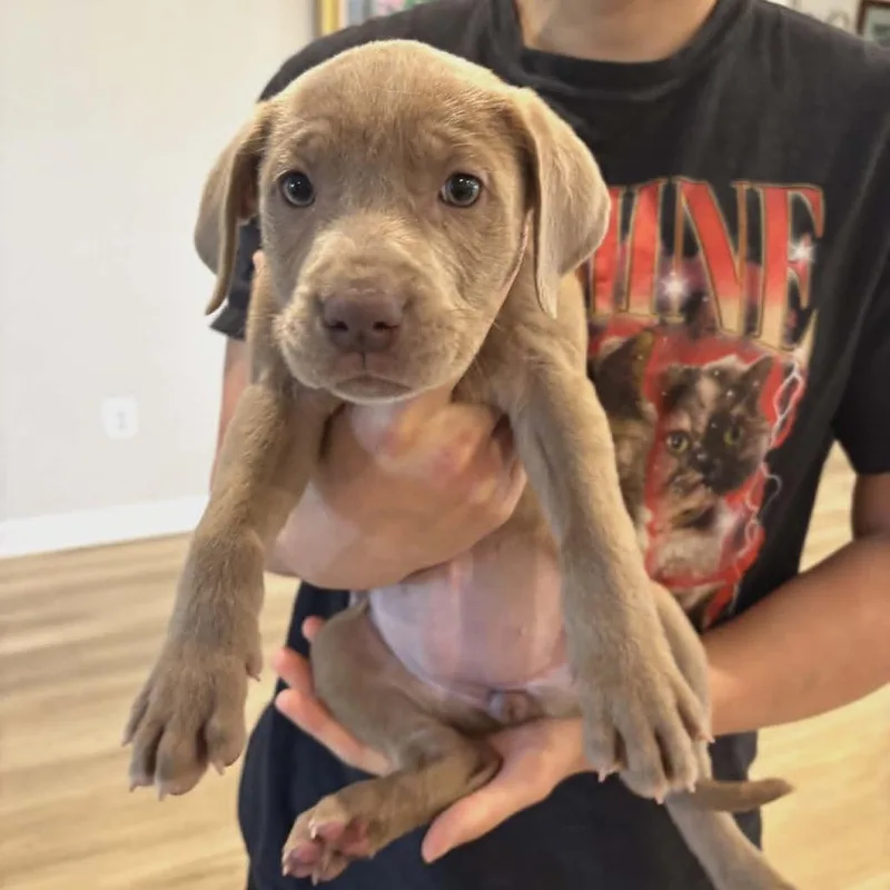 A baby medium-sized female Apricot / Beige Labrador Retriever dog named Sansa for adoption in Fairfax Station, VA