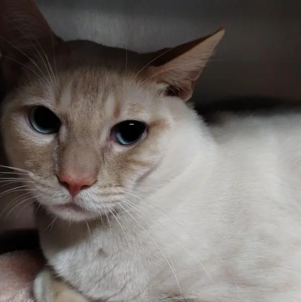 A young small-sized male Siamese cat named Flame for adoption in Alameda, CA