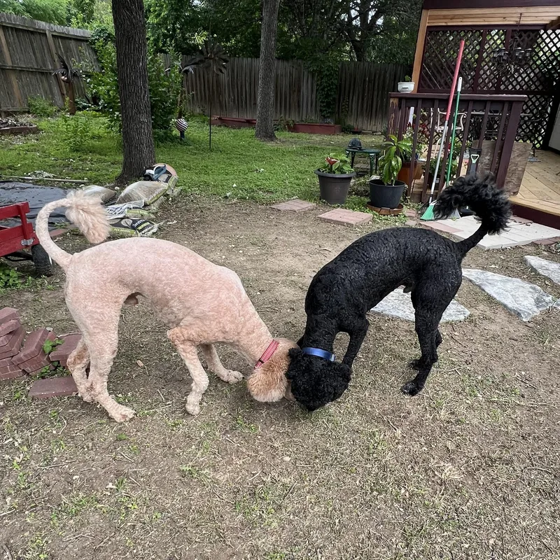 An adult large-sized male Black Goldendoodle dog named Max for adoption in Bellaire, TX