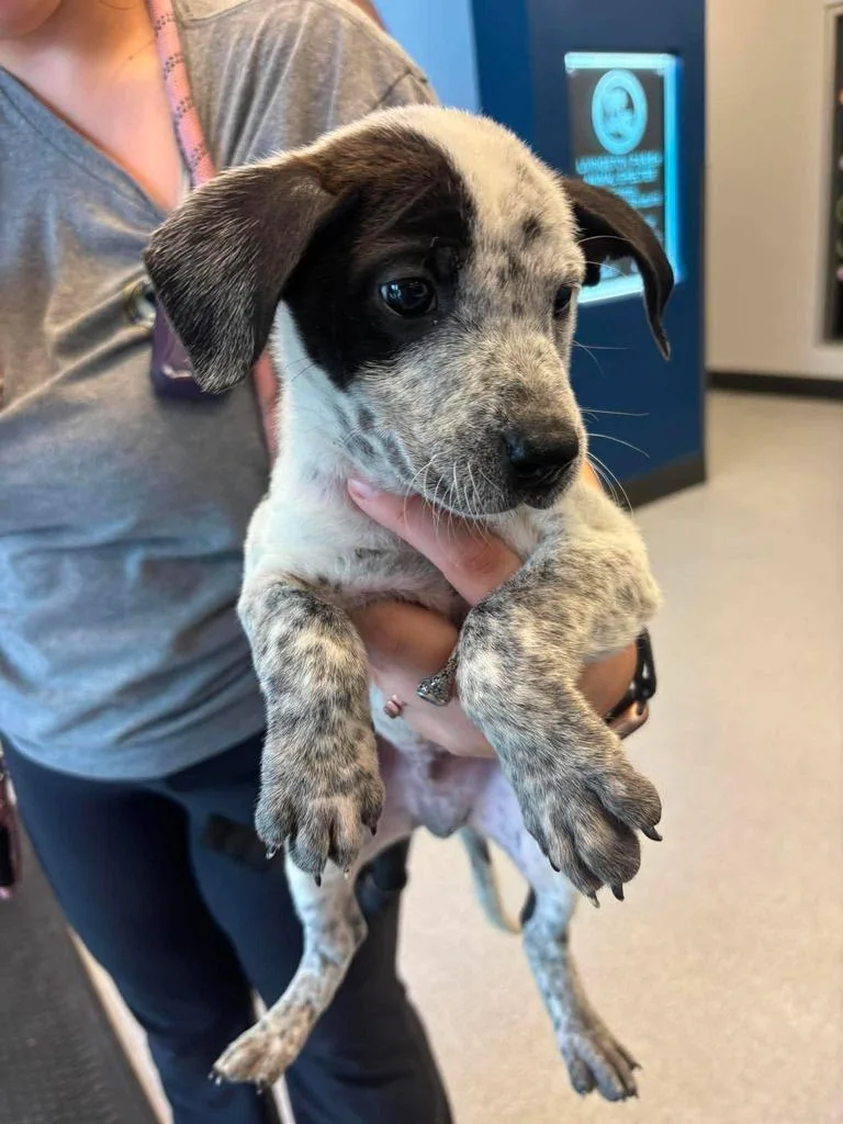 A baby medium-sized male Pit Bull Terrier dog named Snoopy for adoption in Livingston, LA