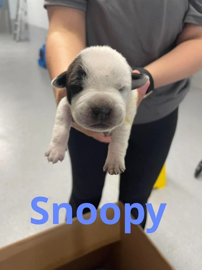 Snoopy thumbnail 2