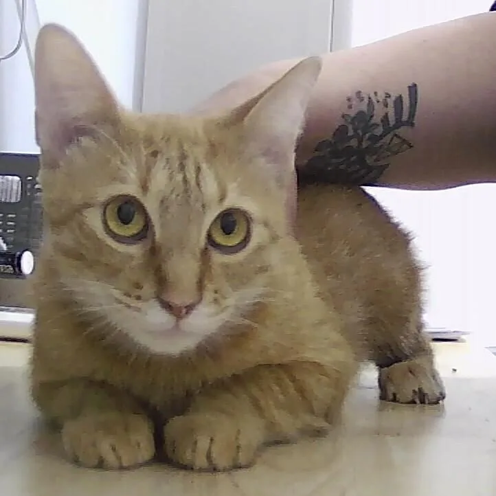 An adult medium-sized female Tabby (Orange / Red) Domestic Short Hair cat named Saffronia for adoption in Anoka, MN