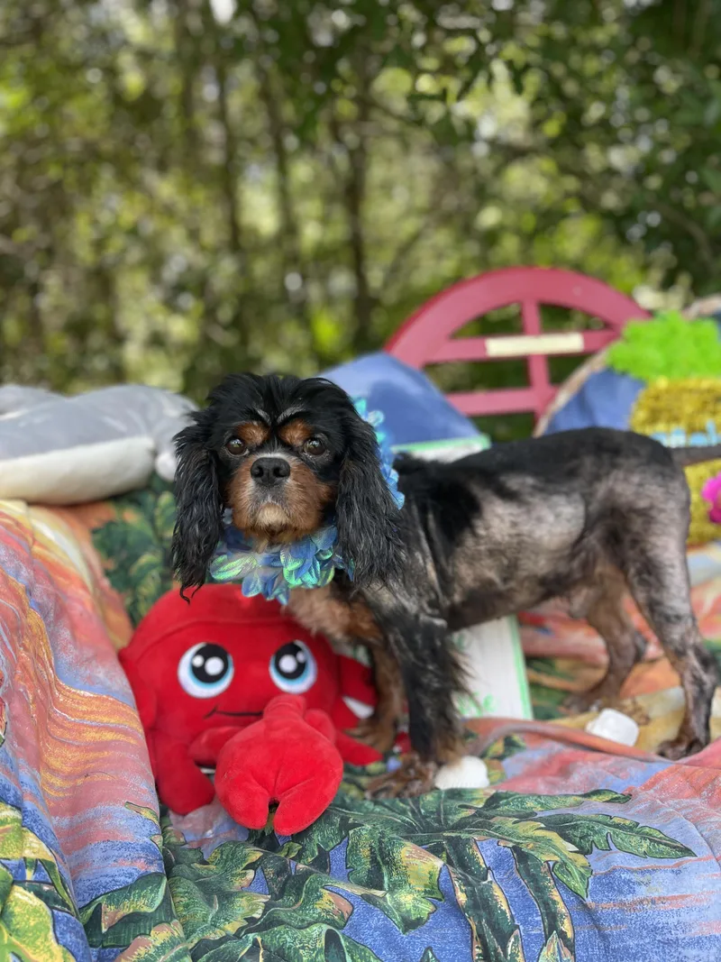 An adult small-sized male Cavalier King Charles Spaniel dog named Rory for adoption in Sebring, FL