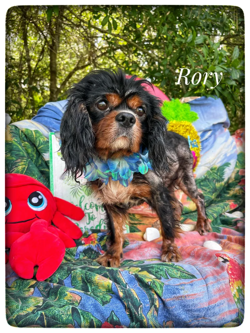 Rory thumbnail 2