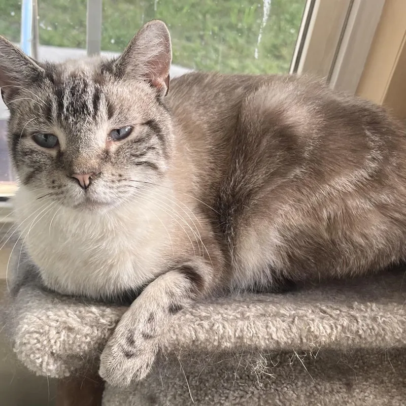 An adult small-sized male White Snowshoe cat named Crunch for adoption in Pasadena , MD