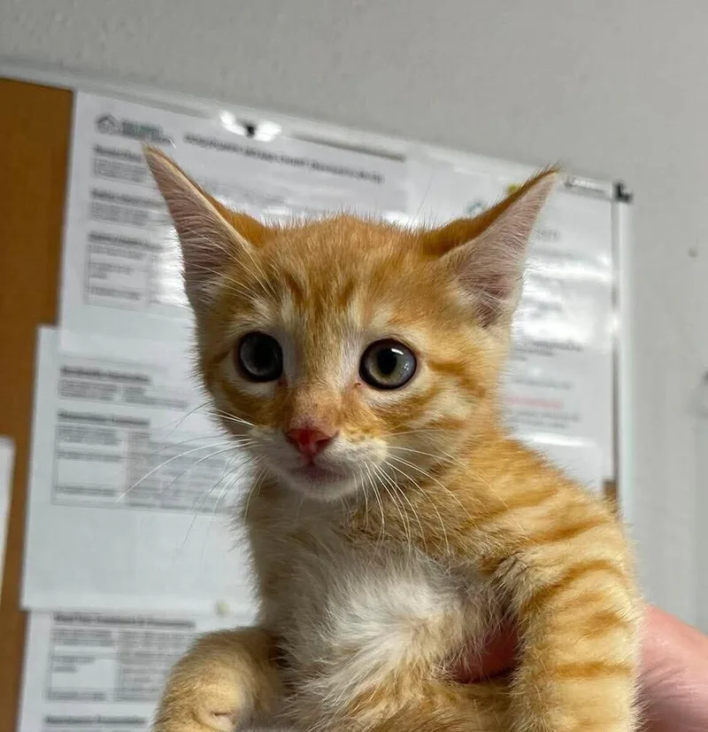A baby medium-sized male Domestic Short Hair cat named Bowhead for adoption in Bolivar, MO