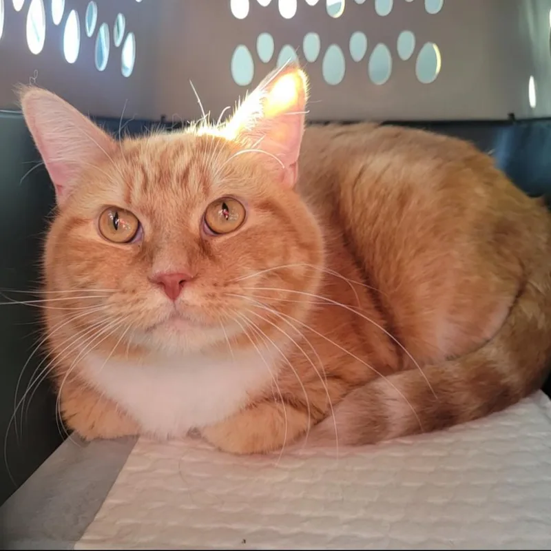 Princess thumbnail 2