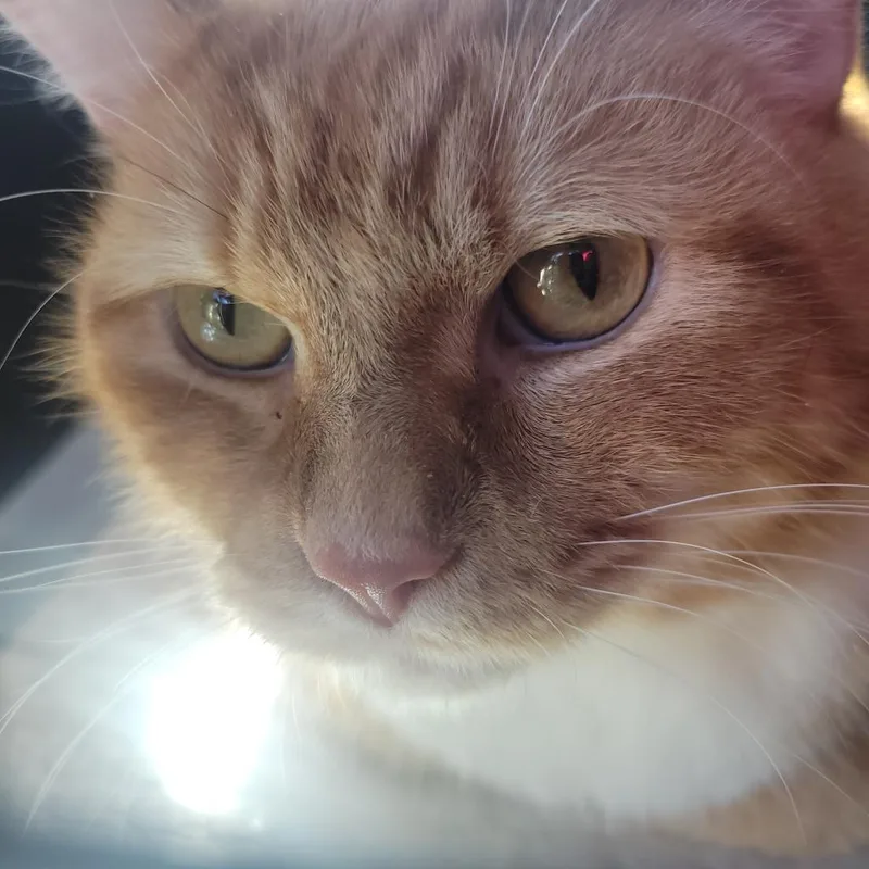 Princess thumbnail 3