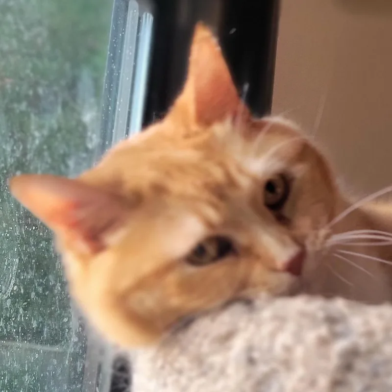 Princess thumbnail 4