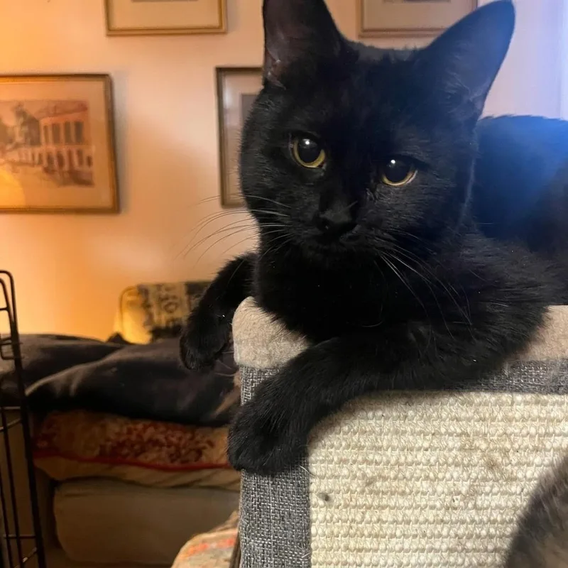 A young medium-sized male Bombay cat named Sirius Black for adoption in Danbury, CT