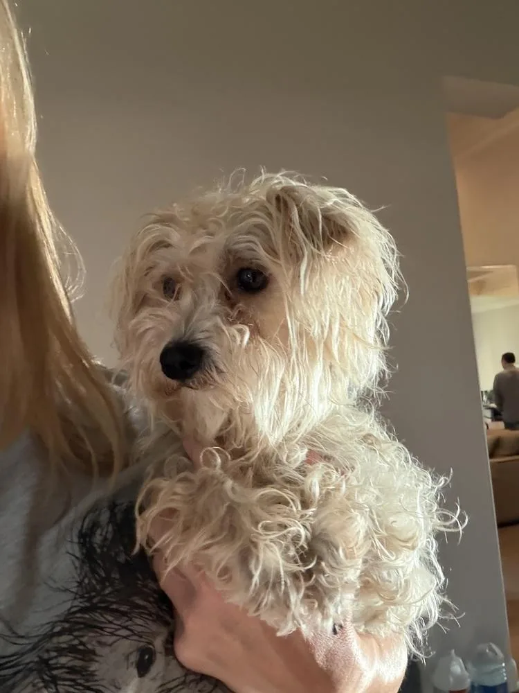 A young small-sized female White / Cream Maltese dog named Fluttershy for adoption in Richmond, TX