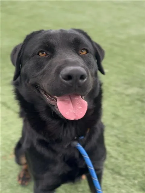 Apollo