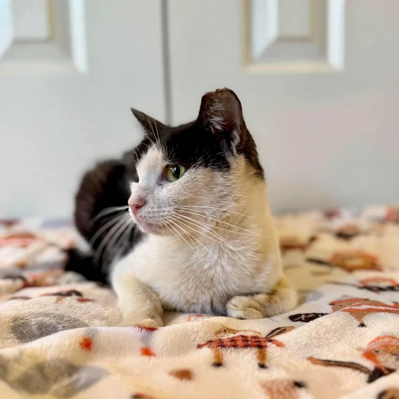 A young medium-sized female Black & White / Tuxedo Domestic Short Hair cat named Alice for adoption in Raleigh, NC