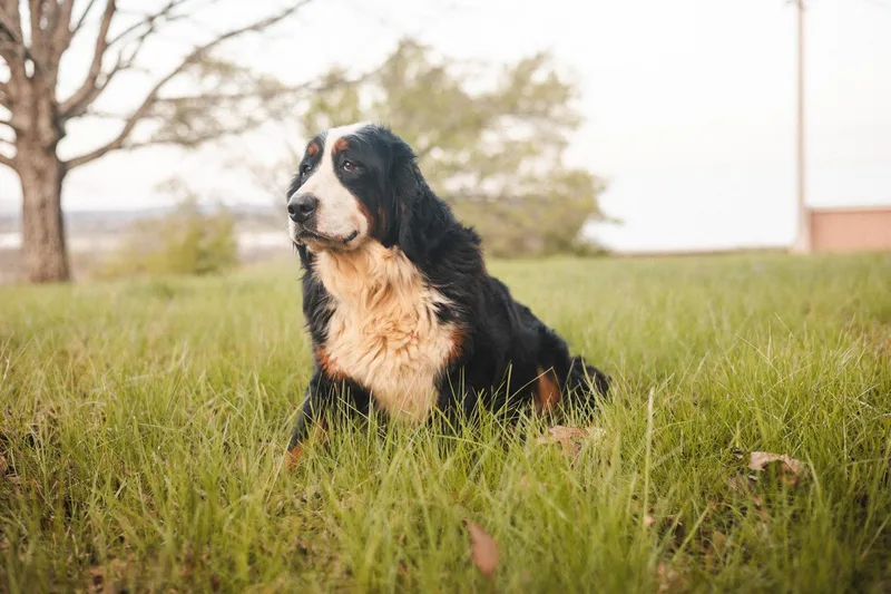 Bernadettetransport thumbnail 4