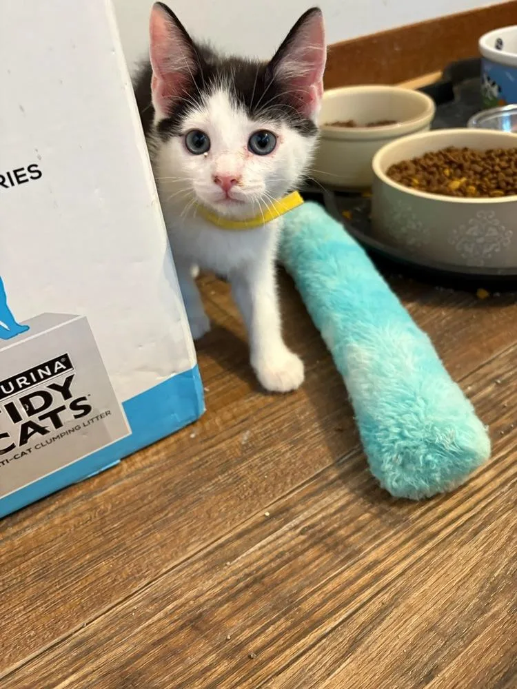 A baby small-sized male Black & White / Tuxedo Domestic Short Hair cat named Twizzler for adoption in Mooresville, NC