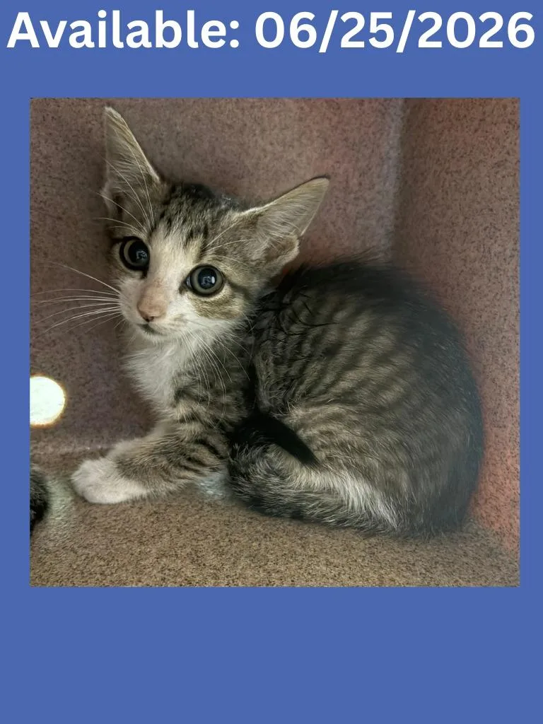 A baby medium-sized male Domestic Short Hair cat named Cat Condo for adoption in Greenville, TX