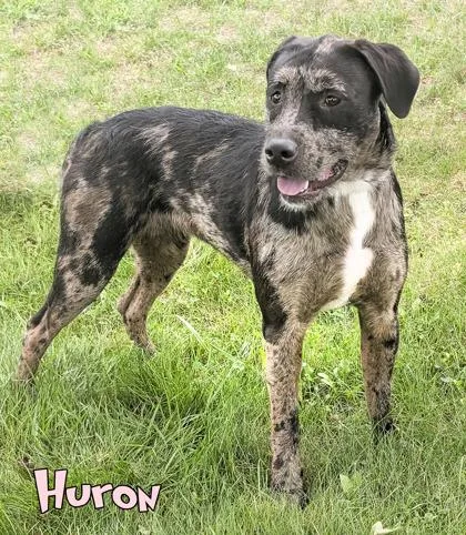 An adult large-sized female Golden Retriever dog named Huron for adoption in Mason, MI