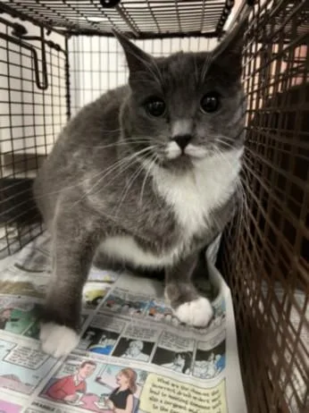 A young medium-sized female Domestic Short Hair cat named Billie for adoption in Chatsworth, CA