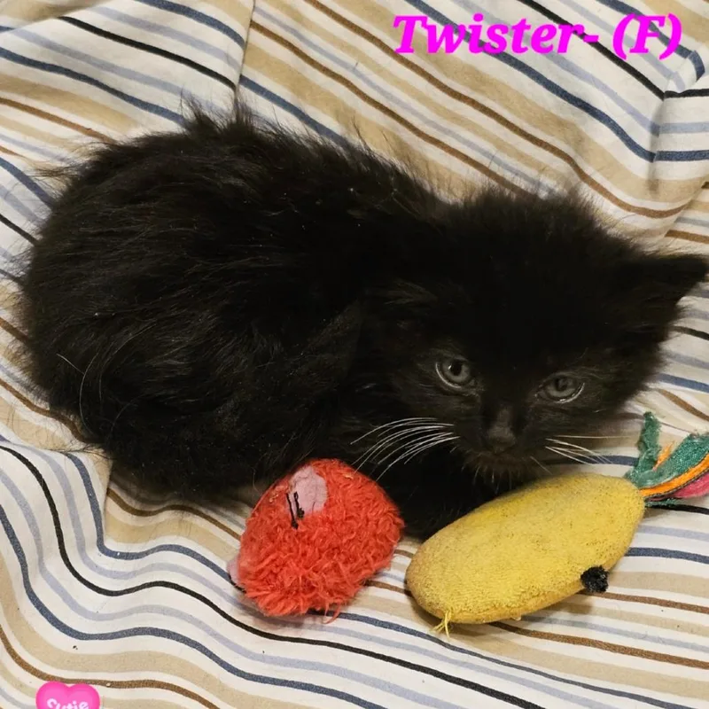 A baby small-sized female Domestic Long Hair cat named Twister for adoption in Westminster, CA