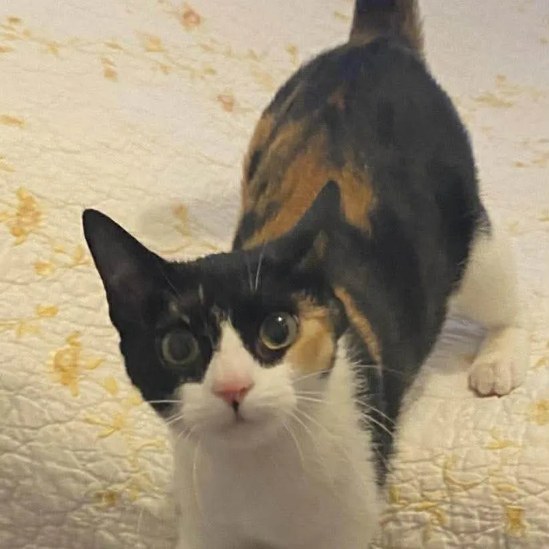 A baby small-sized female Calico Domestic Short Hair cat named Maddie for adoption in Winchester, VA