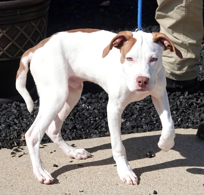 A baby medium-sized male Red / Chestnut / Orange Terrier dog named Kink for adoption in Millfield, OH