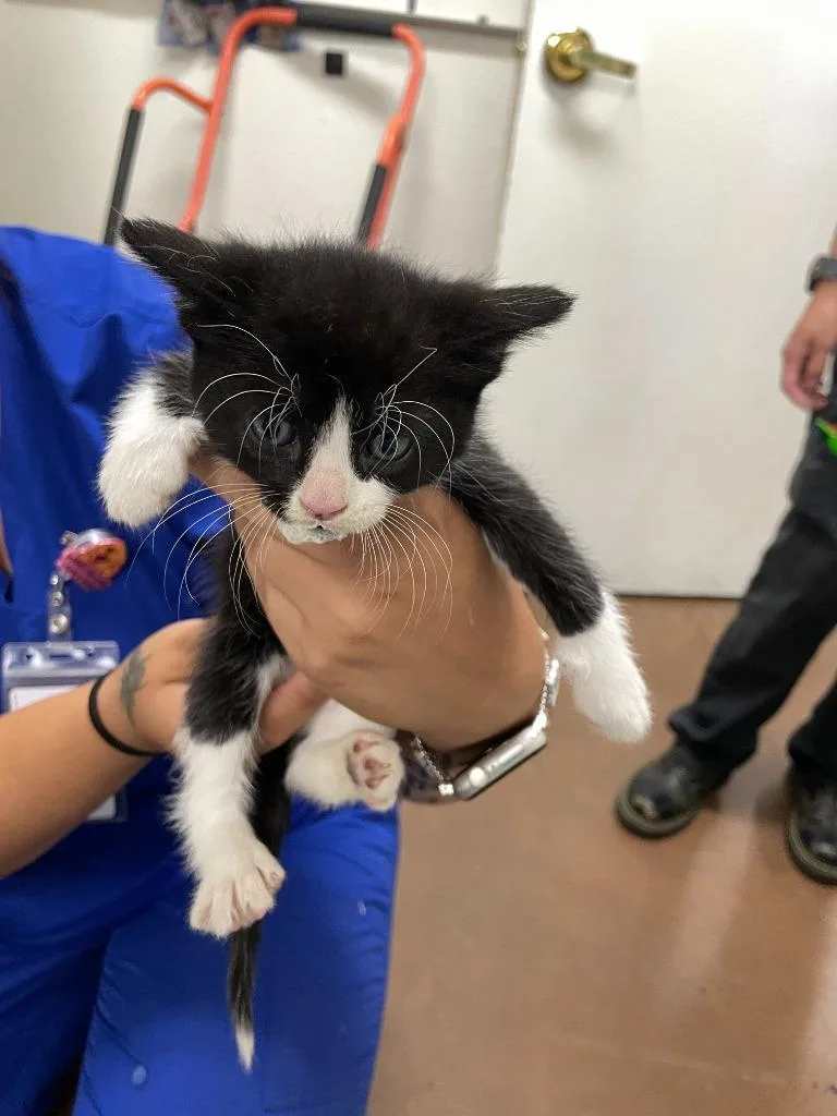 A baby small-sized female Domestic Short Hair cat named Billie for adoption in Chico, CA