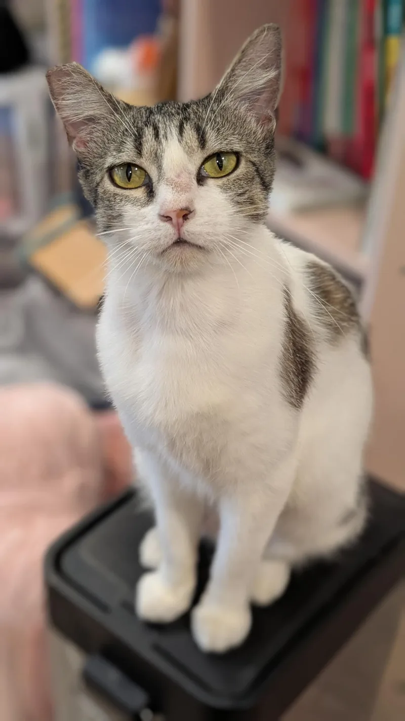 A young medium-sized female Tabby (Buff / Tan / Fawn) Domestic Short Hair cat named Sadie Jade for adoption in Redwood City, CA
