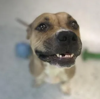 An adult medium-sized female Brown / Chocolate Terrier dog named Pookie for adoption in Rapid City, SD