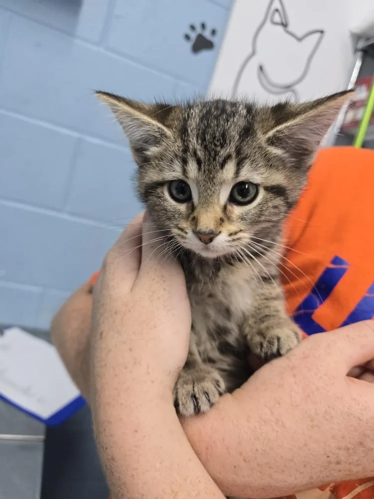 A baby small-sized female Tabby (Brown / Chocolate) Domestic Short Hair cat named Emma for adoption in Evansville, IN