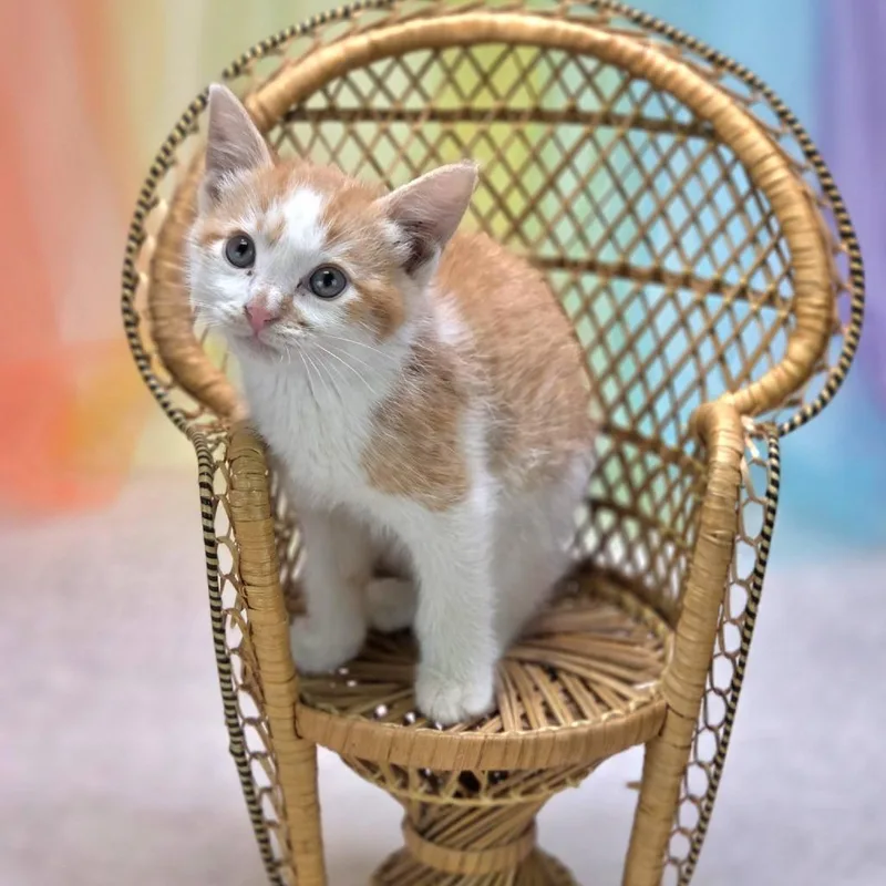 A baby small-sized male Orange / Red Domestic Short Hair cat named Tresc for adoption in East Saint Louis, IL