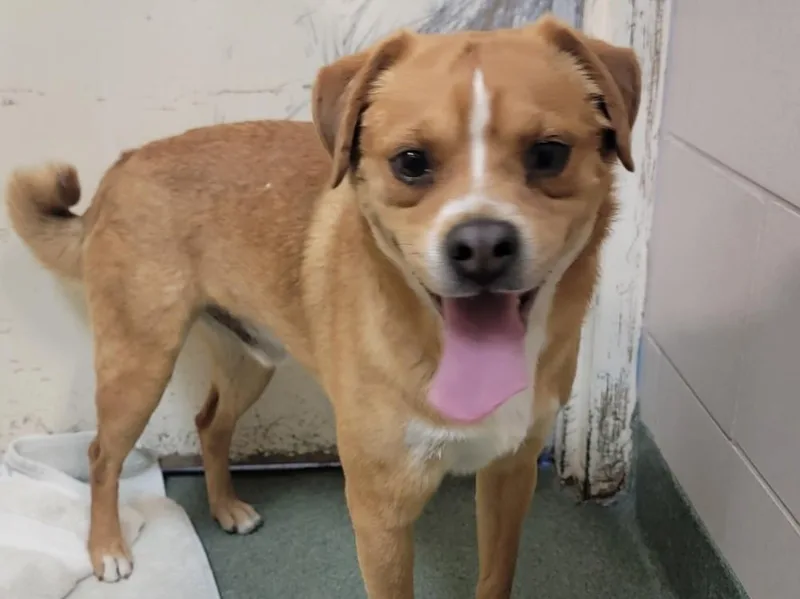 A young small-sized male Mixed Breed dog named Colby for adoption in Santa Fe, NM