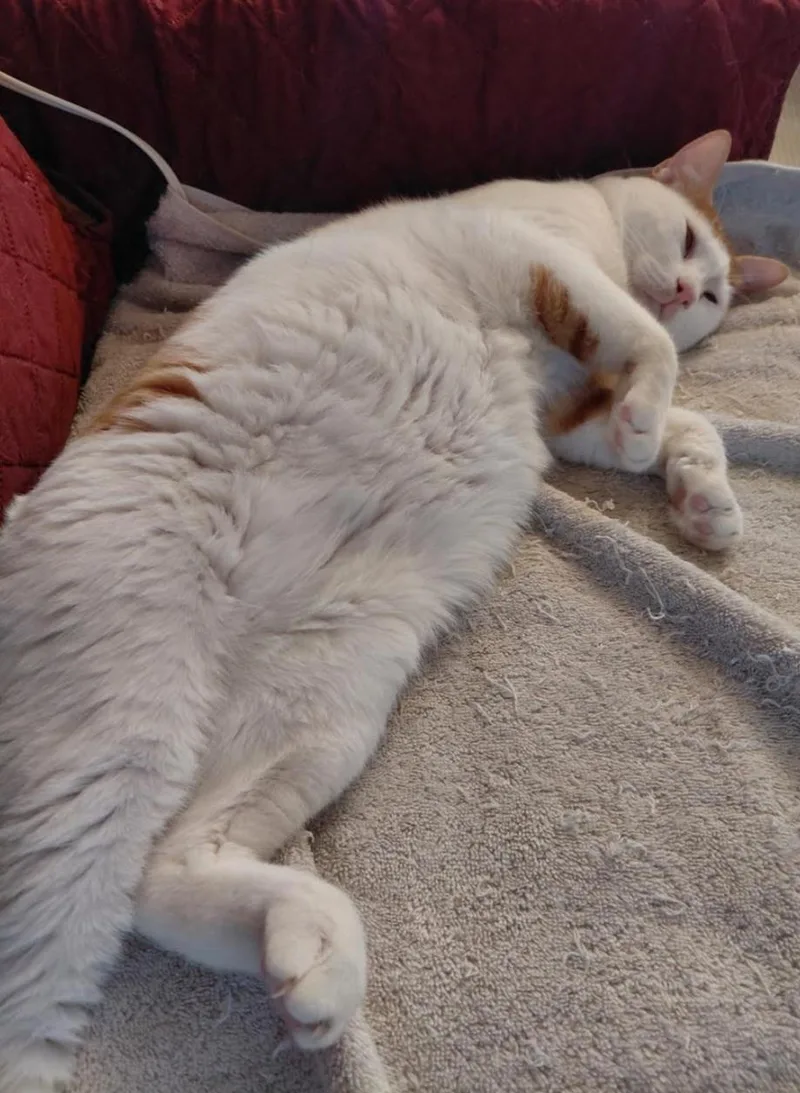 An adult medium-sized male Orange & White Domestic Short Hair cat named Ziko for adoption in Pittsburgh, PA