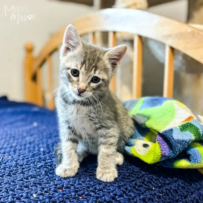 A baby medium-sized male Gray / Blue / Silver Domestic Short Hair cat named Jerry for adoption in Spokane , WA